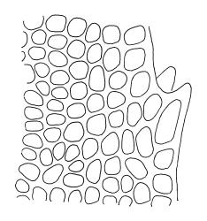 Pyrrhobryum mnioides subsp. contortum, upper laminal cells at margin. Drawn from T.W.N. Beckett s.n., 1900, CHR 517001.
 Image: R.C. Wagstaff © Landcare Research 2016 